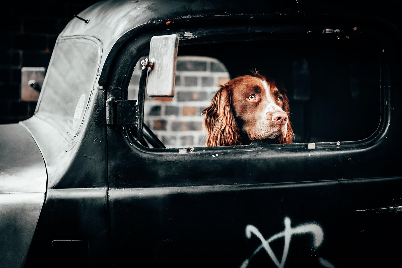 Come abituare il cane al trasportino: la guida pratica