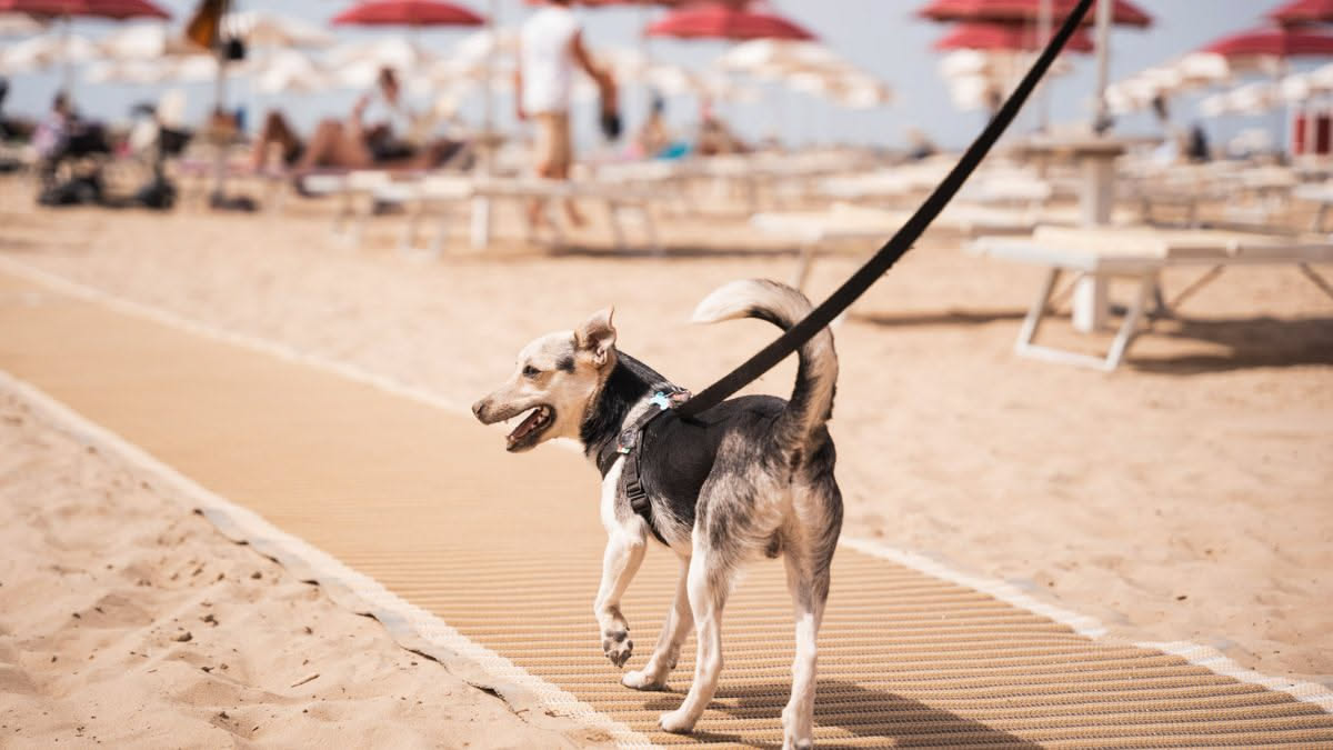 Come proteggere il cane dal caldo di luglio: la guida