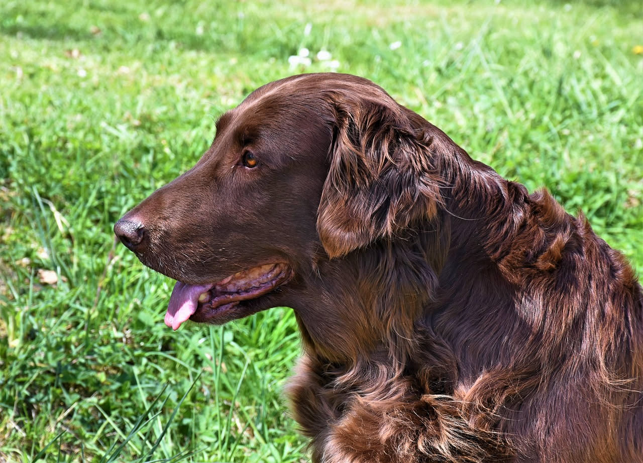 Da dove viene il Terranova, il cane dei bagnini: la storia
