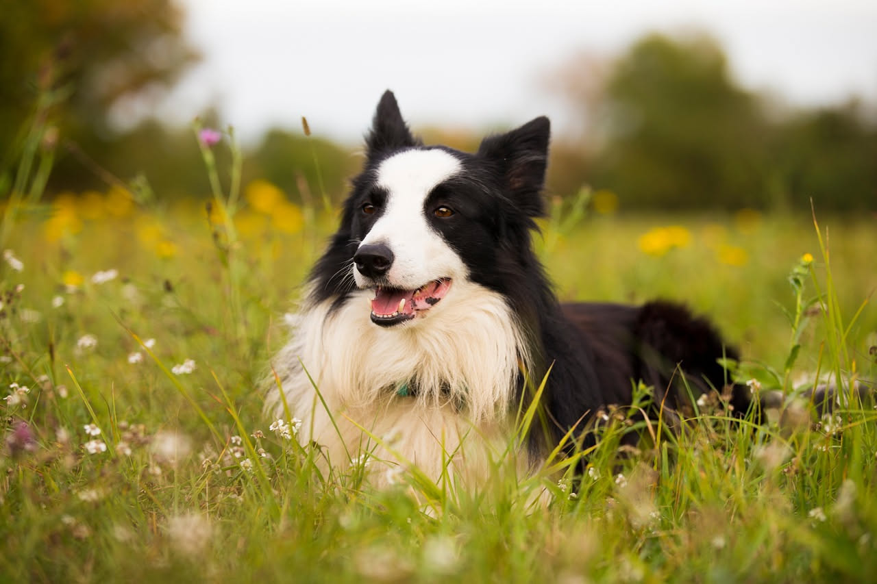 Border Collie nero e bianco in posizione di pastore, sguardo intenso e attento su un prato erboso con colline sullo sfondo