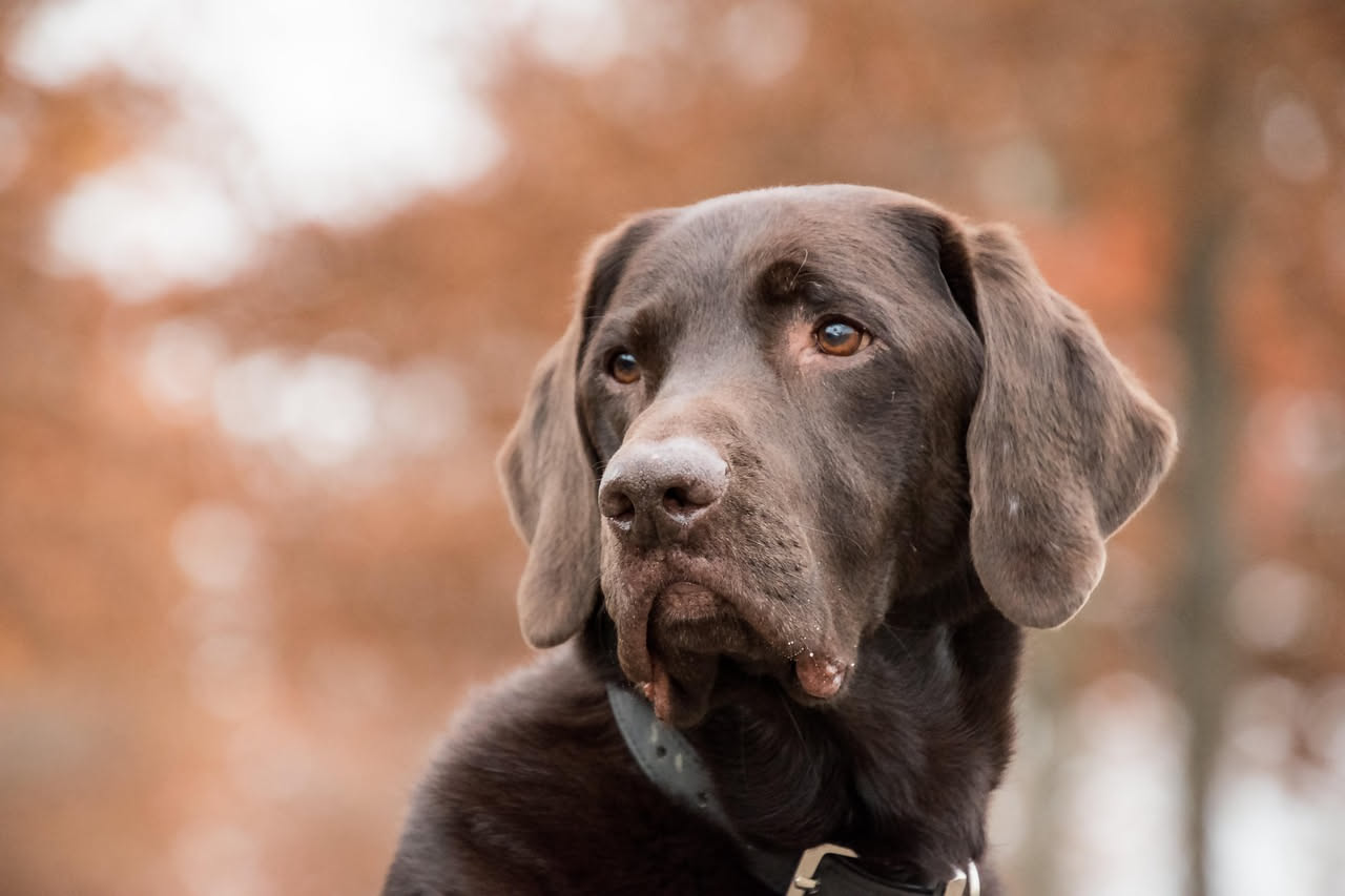 Qual è la storia del Labrador Retriever: le origini curiose